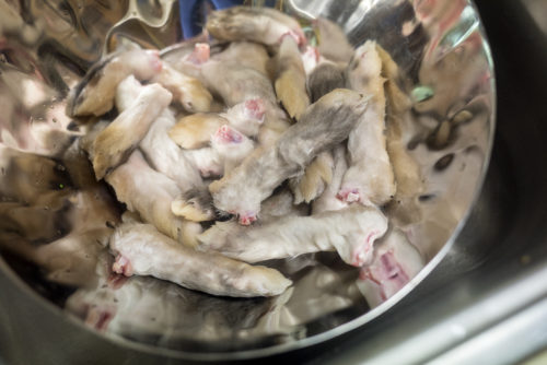 how to make rabbit foot keychain